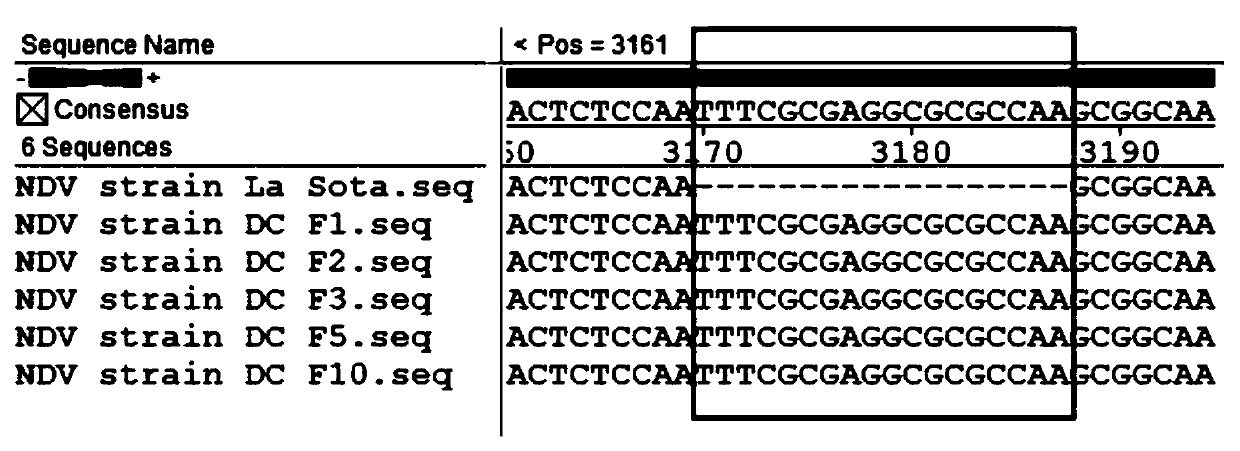 Newcastle disease chimeric virus marker vaccine strain as well as construction method and application thereof