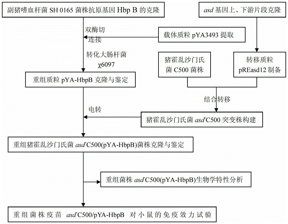 Salmonella choleraesuis attenuated vaccine expressing Haemophilus parasuis surface antigen