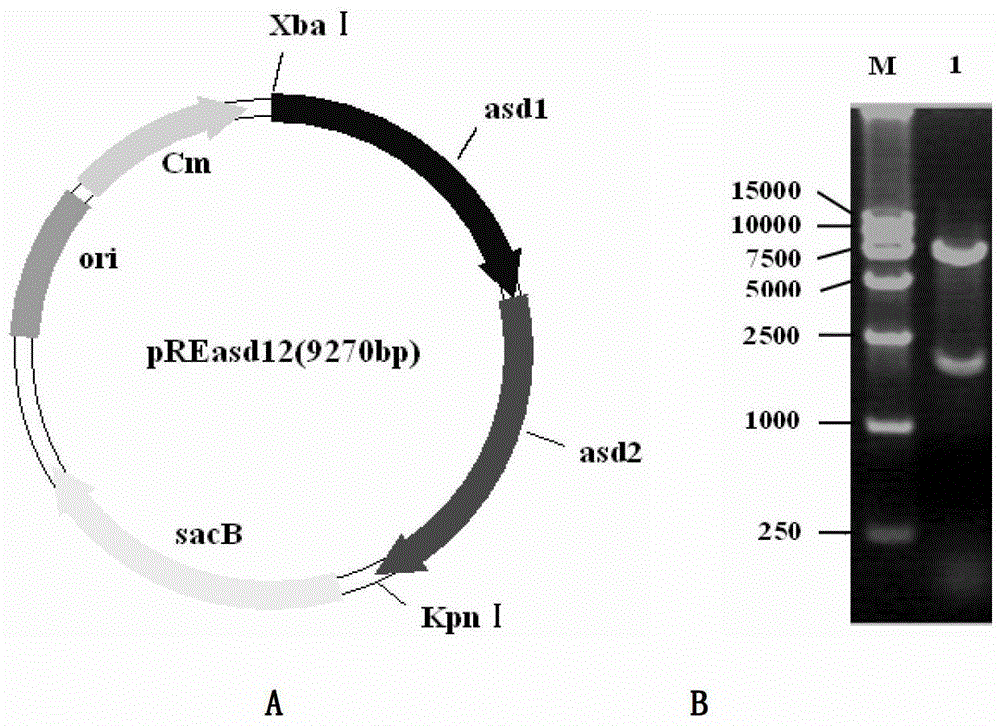 Salmonella choleraesuis attenuated vaccine expressing Haemophilus parasuis surface antigen