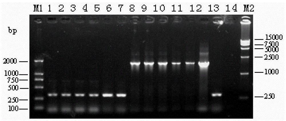 Salmonella choleraesuis attenuated vaccine expressing Haemophilus parasuis surface antigen