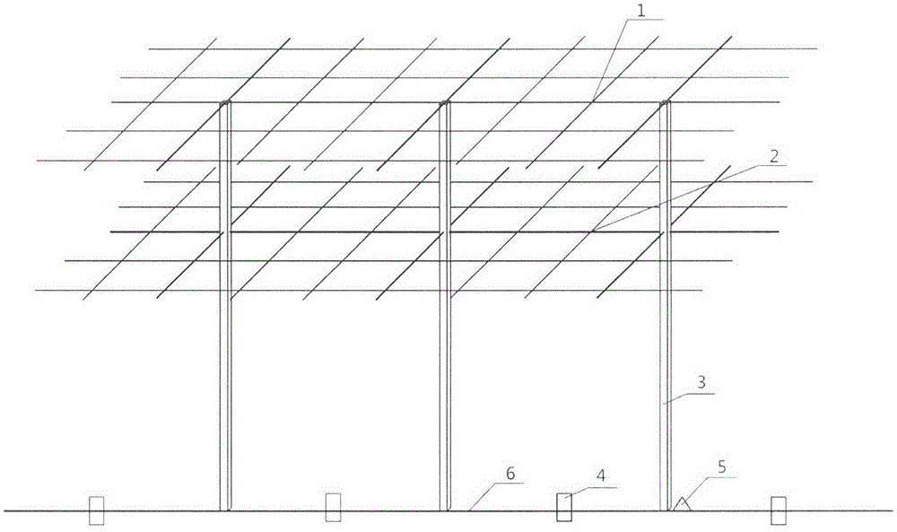 Efficient kiwi plant culturing method through double-layer canopy frame