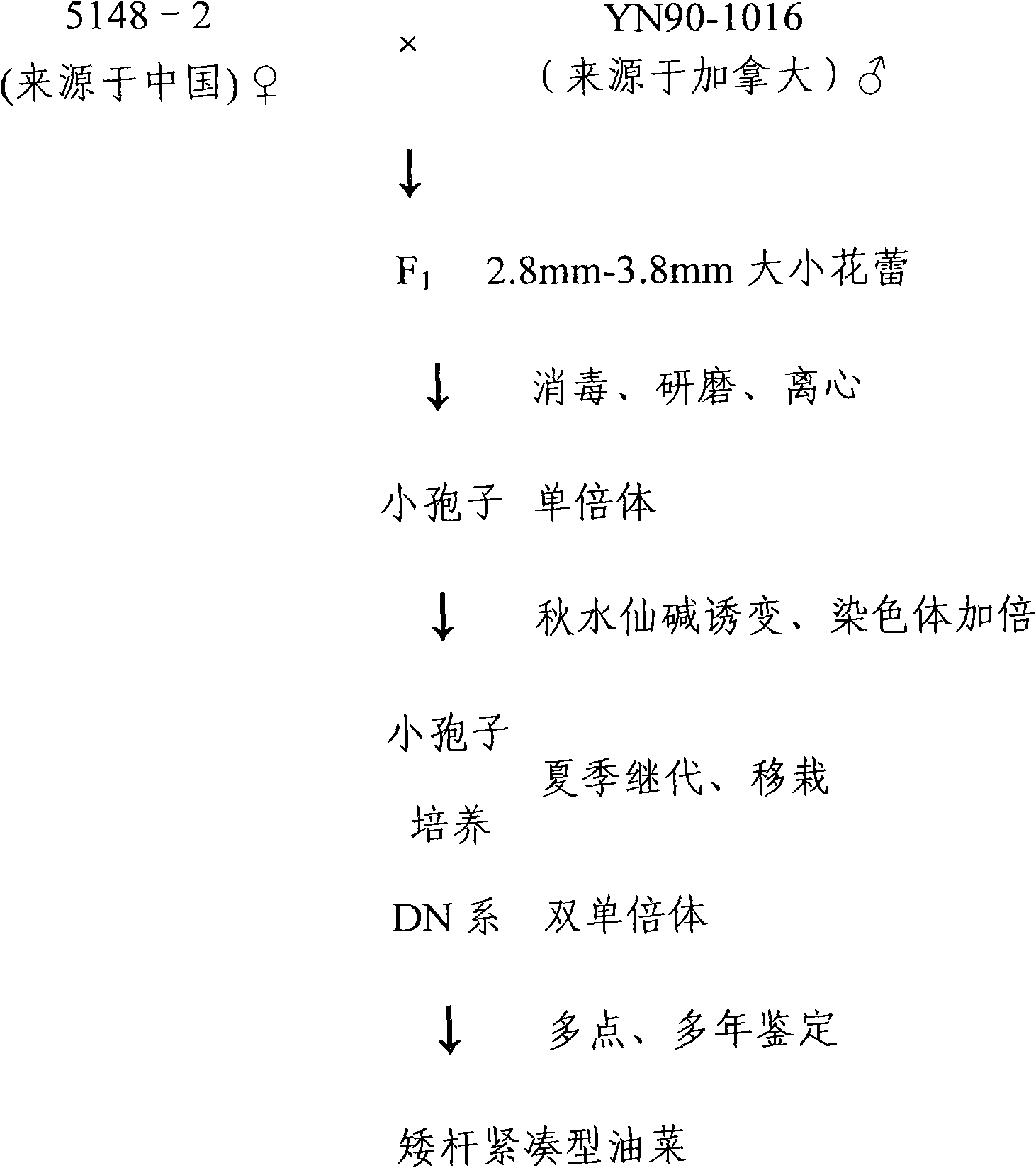 Breeding design and identification method for short-haulm compact type cole suitable for mechanized harvest