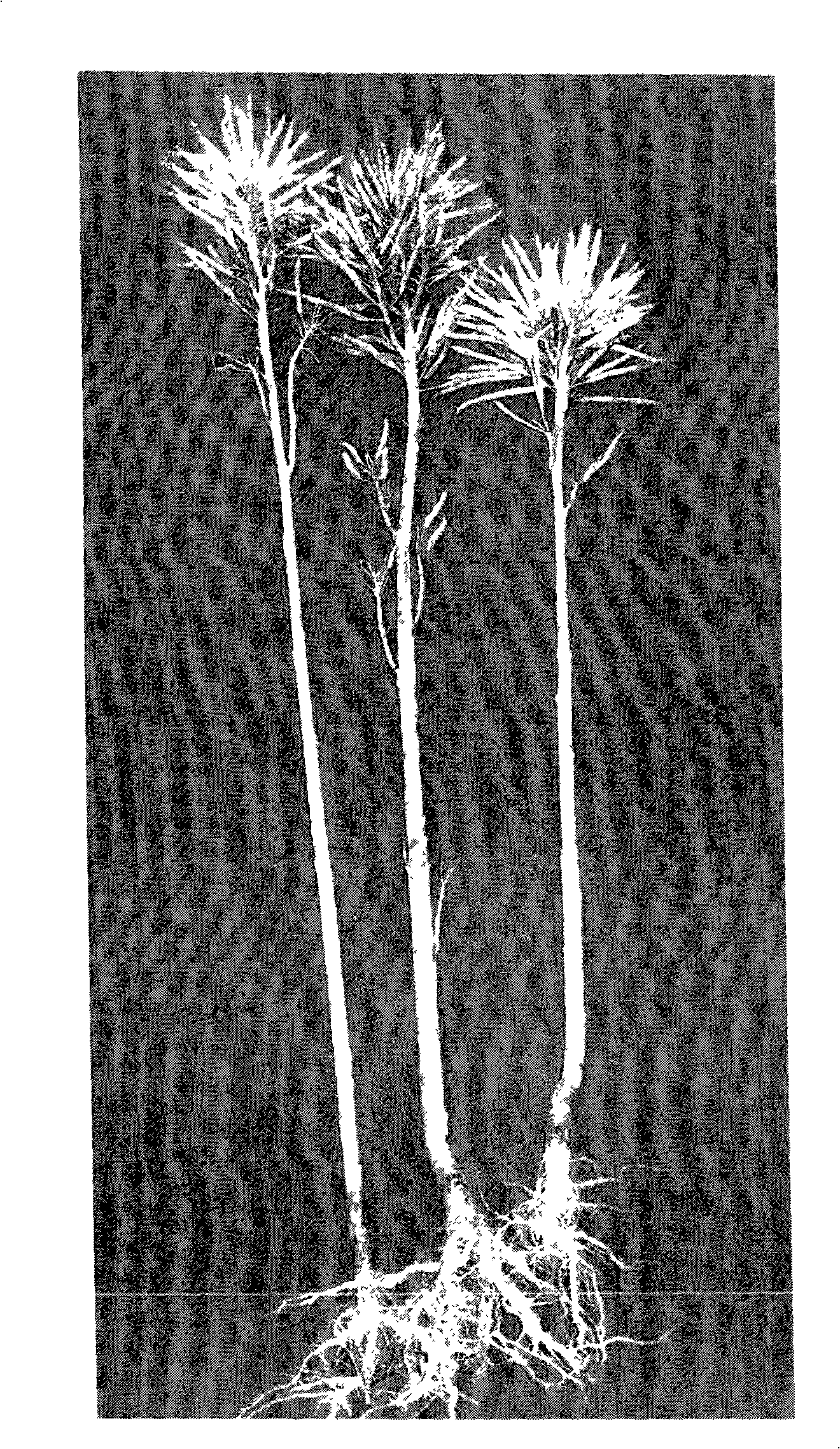 Breeding design and identification method for short-haulm compact type cole suitable for mechanized harvest