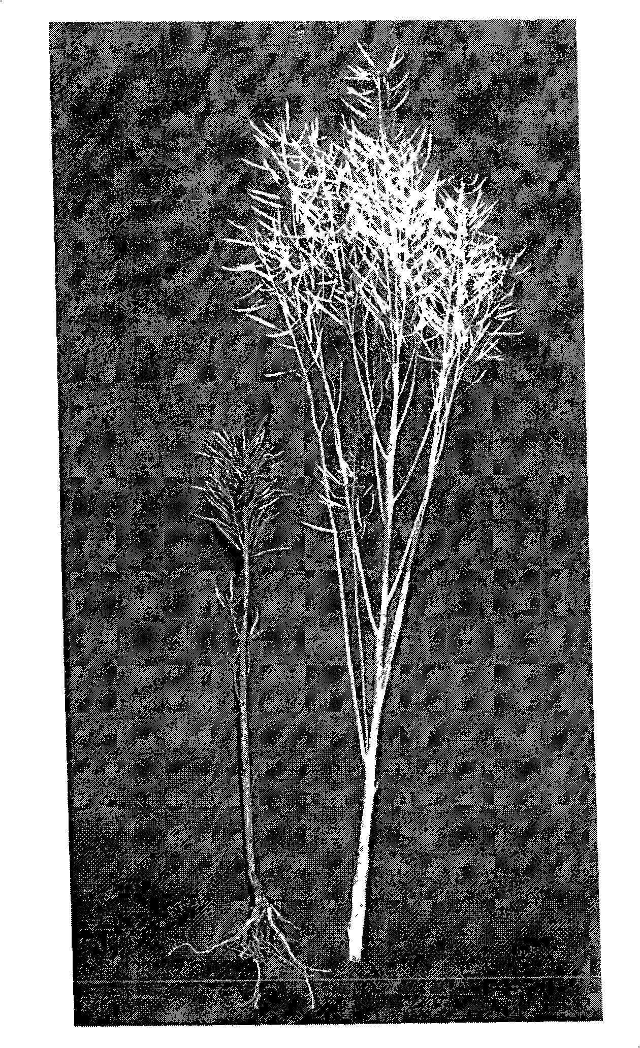 Breeding design and identification method for short-haulm compact type cole suitable for mechanized harvest