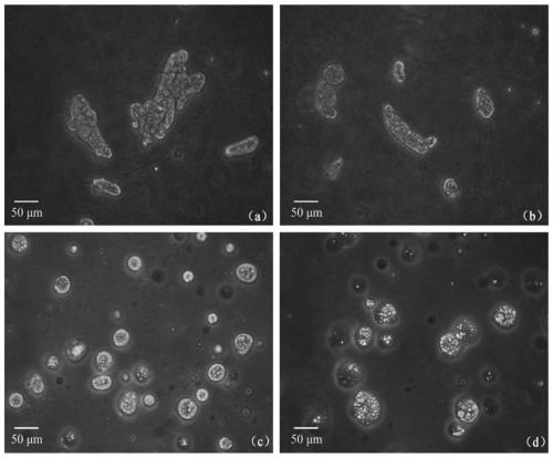 A kind of conidia microcapsule of metarhizium anisopliae and its preparation method and application