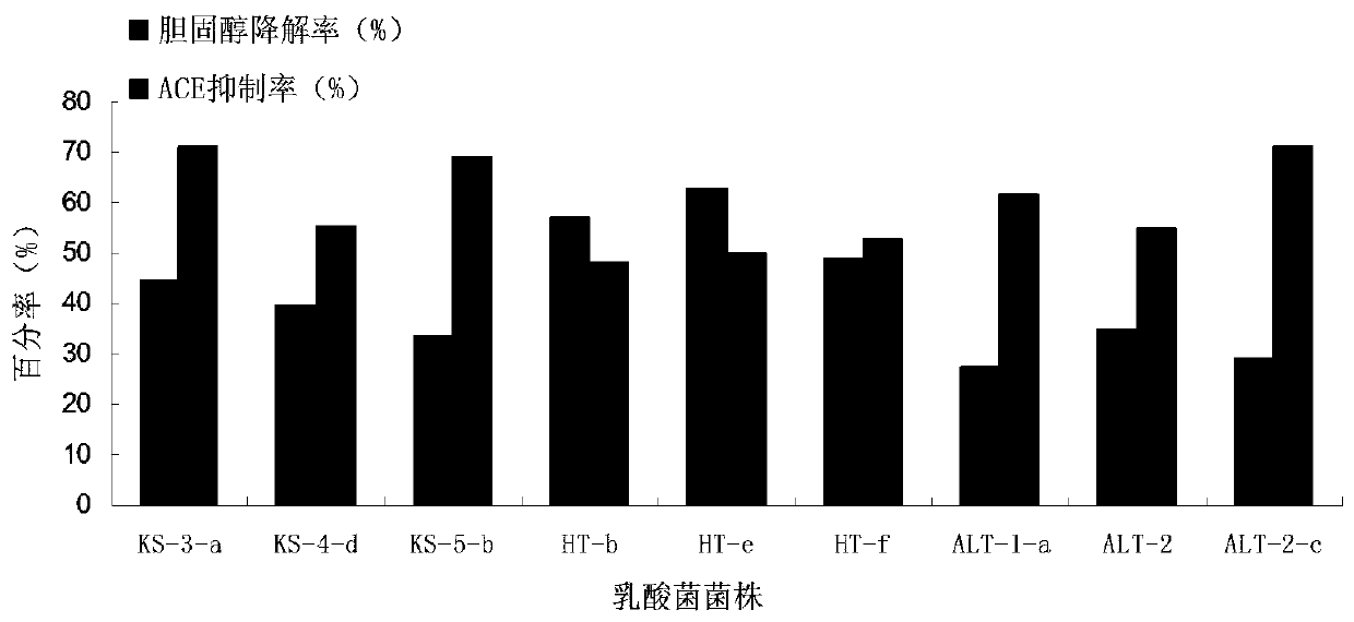 Lactic acid compound bacteria and preparation of lycopene camel milk lozenges with auxiliary antihypertensive function