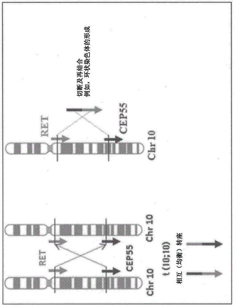 Fusion gene of CEP55 gene and RET gene