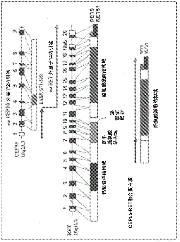 Fusion gene of CEP55 gene and RET gene