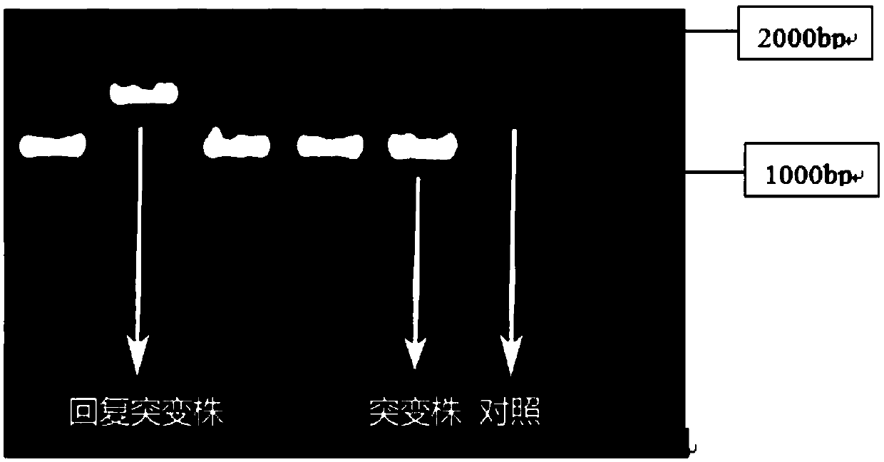 Application for suppressing expression of gene rsaL in pseudomonas aeruginosa and pseudomonas aeruginosa with suppressed expression of gene rsaL