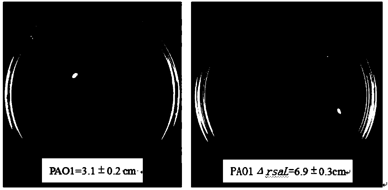 Application for suppressing expression of gene rsaL in pseudomonas aeruginosa and pseudomonas aeruginosa with suppressed expression of gene rsaL