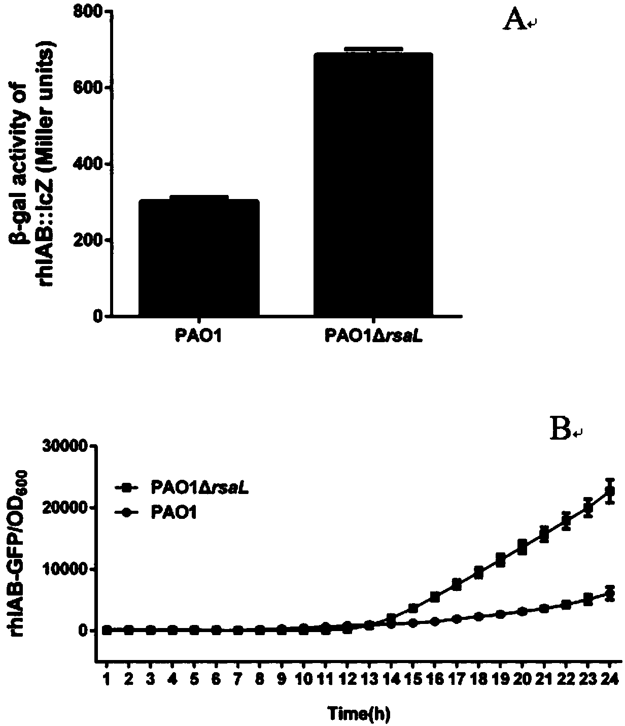 Application for suppressing expression of gene rsaL in pseudomonas aeruginosa and pseudomonas aeruginosa with suppressed expression of gene rsaL