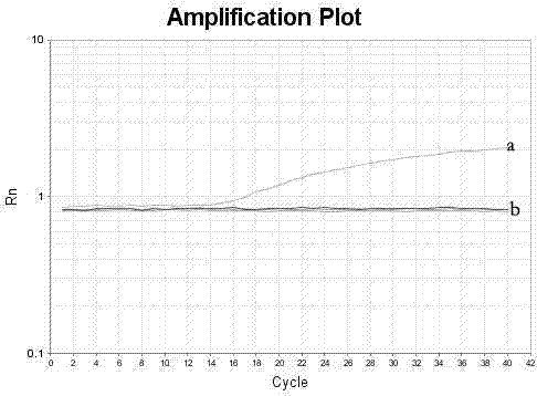 Primer for detecting porcine sapelo virus, Taqman-MGB probe and kit