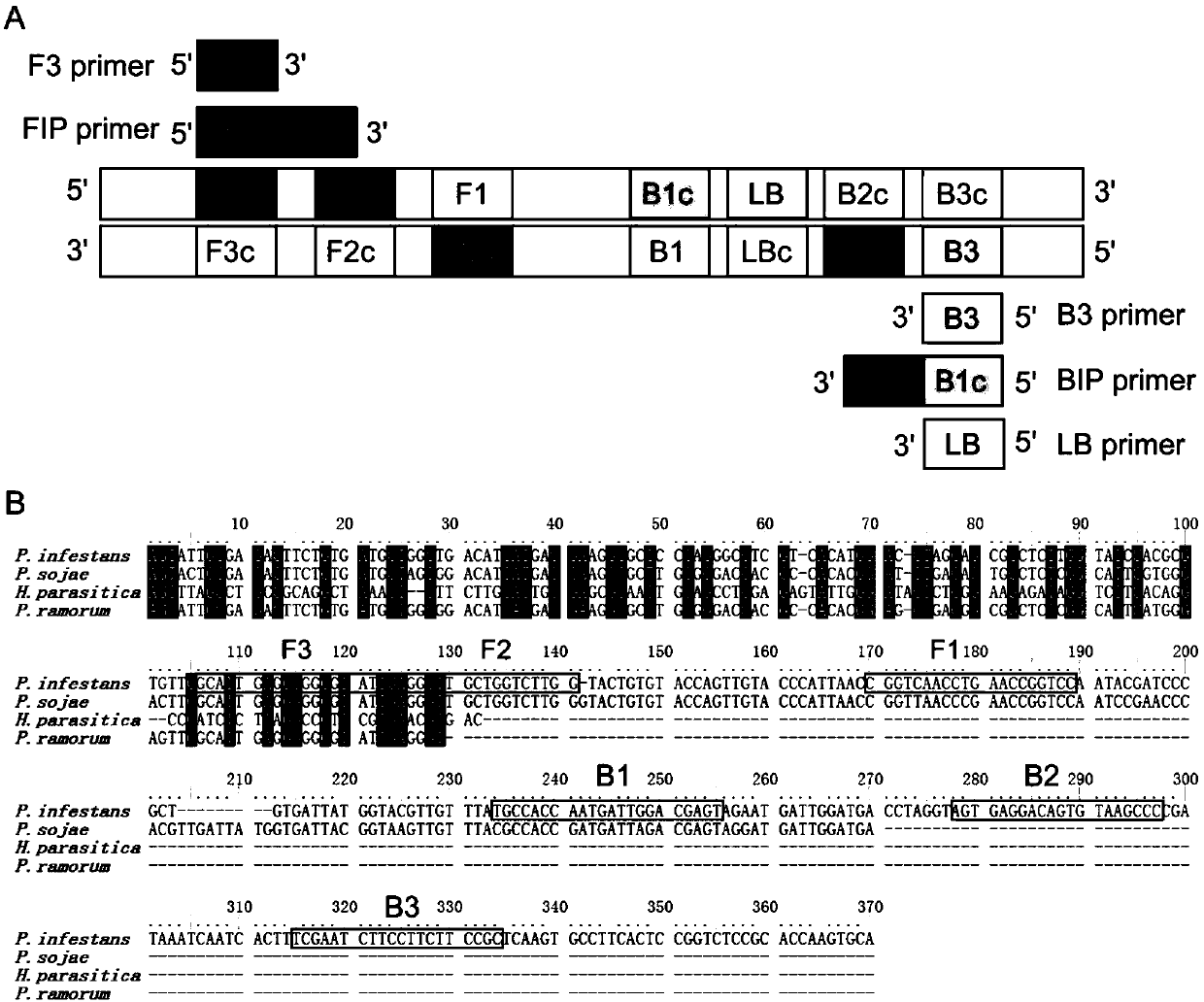 Loop-mediated isothermal amplification primer composition for detecting phytophthora infestans and application thereof