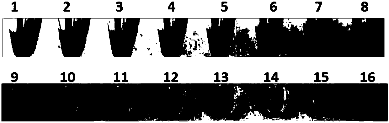 Loop-mediated isothermal amplification primer composition for detecting phytophthora infestans and application thereof