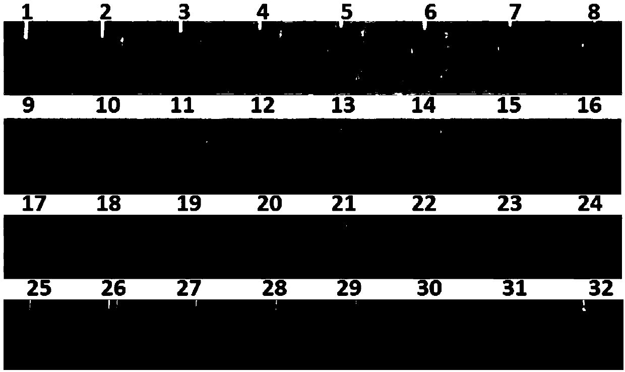 Loop-mediated isothermal amplification primer composition for detecting phytophthora infestans and application thereof