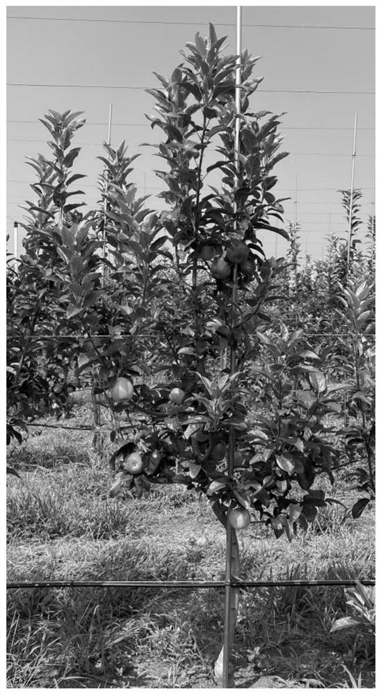 High-temperature-resistant coloring early selection method for early-medium-maturing apple hybrid seedlings