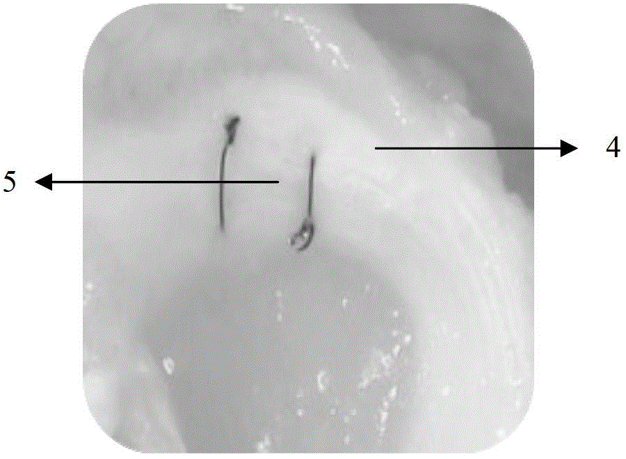 Biological material for repairing meniscus tear and preparation method for biological material