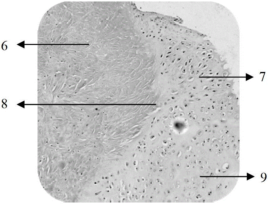 Biological material for repairing meniscus tear and preparation method for biological material