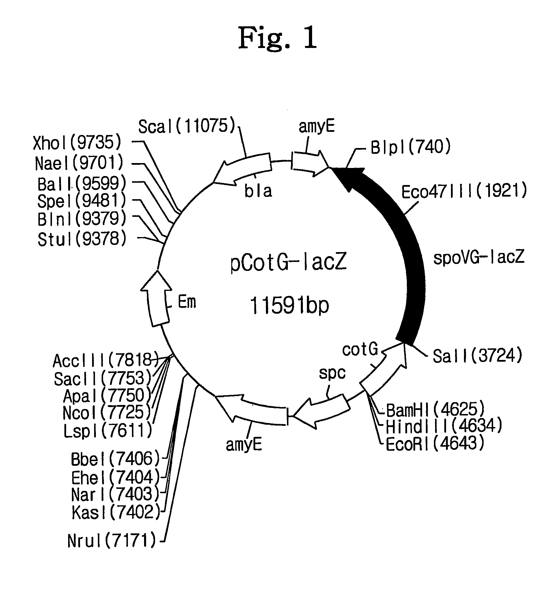 Stabilized biocatalysts and methods of bioconversion using the same