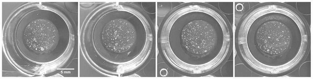 Mouse lung organ culture method