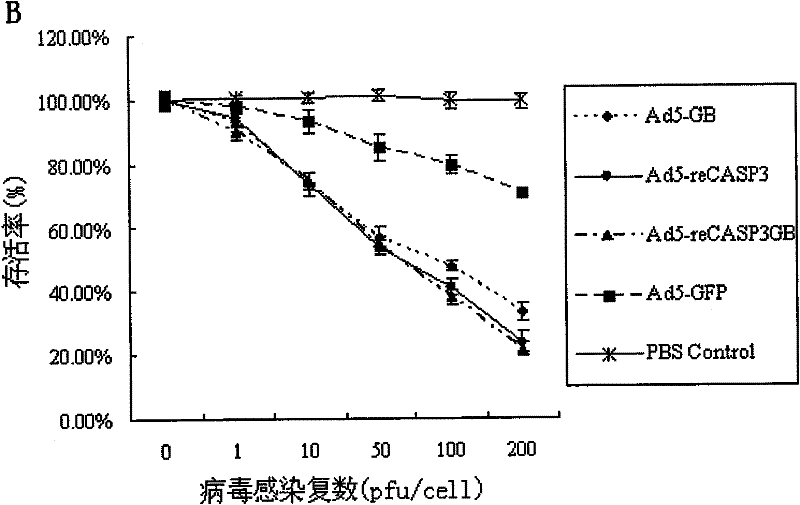 Expression sequence and application of a liver cancer targeting dual group apoptosis protein