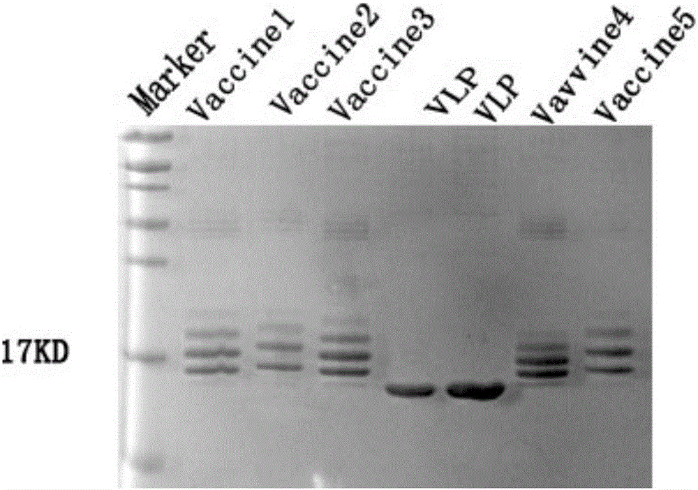 Human endothelin type-A receptor immunogenic peptide fragment and vector vaccine thereof