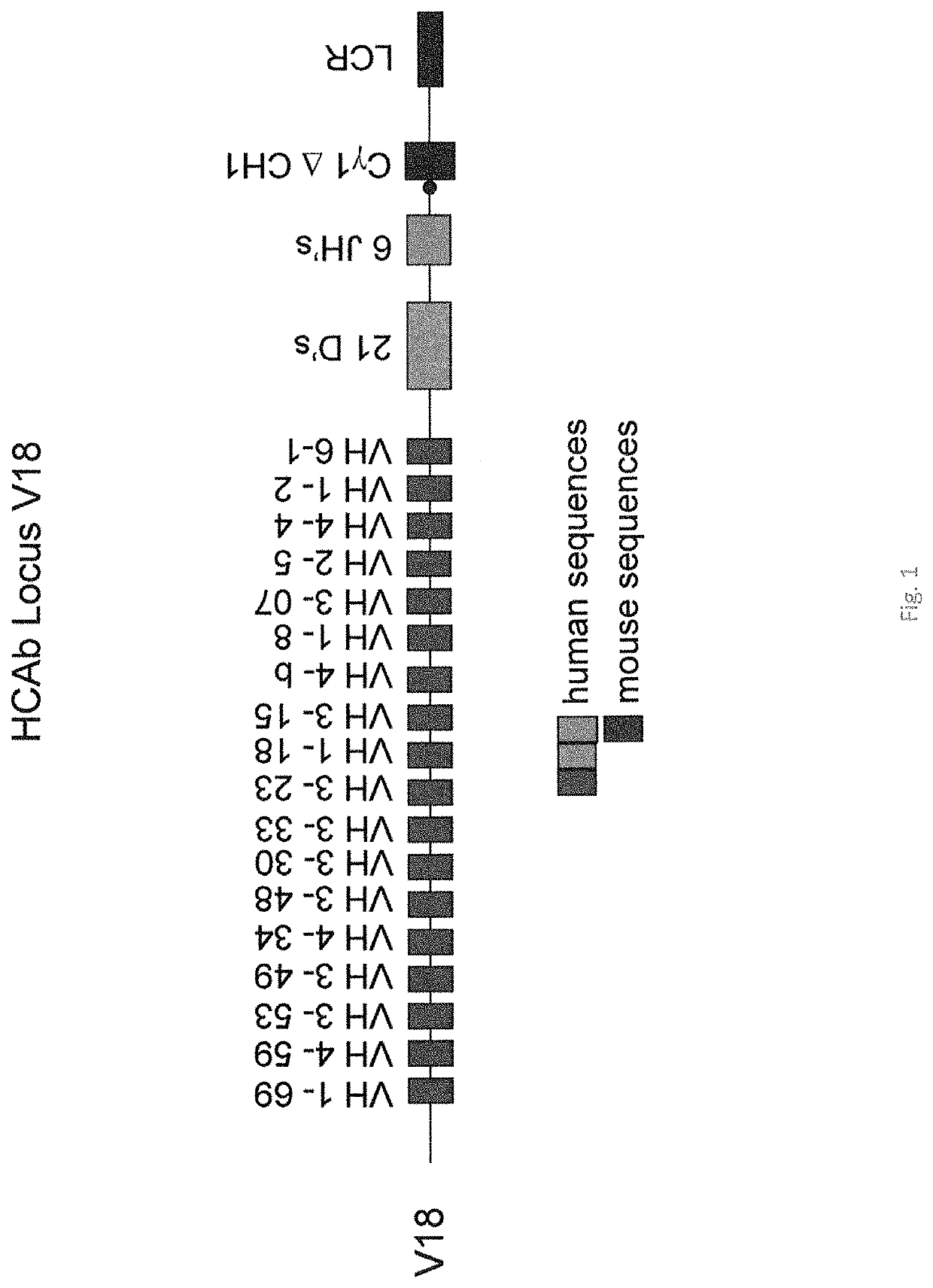 Production of heavy chain only antibodies in transgenic mammals