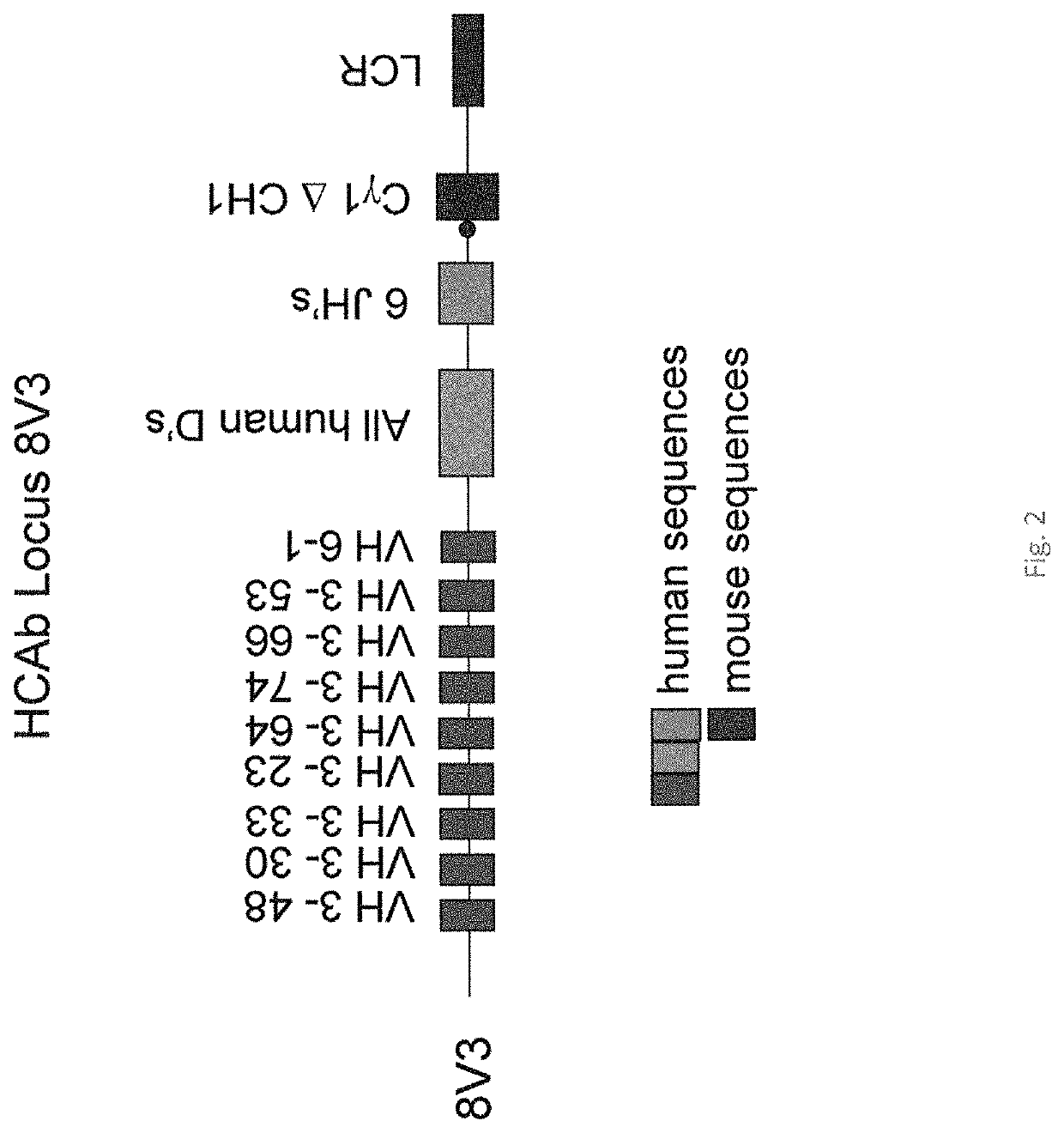 Production of heavy chain only antibodies in transgenic mammals