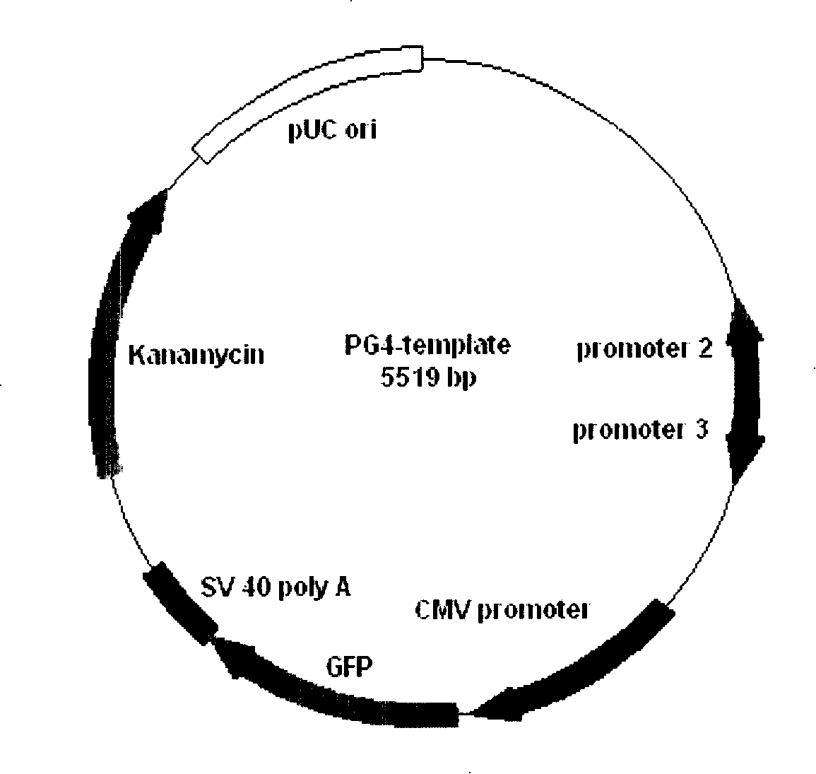 Application of coding multiple small fragment RNA vector in gene interference and gene activation