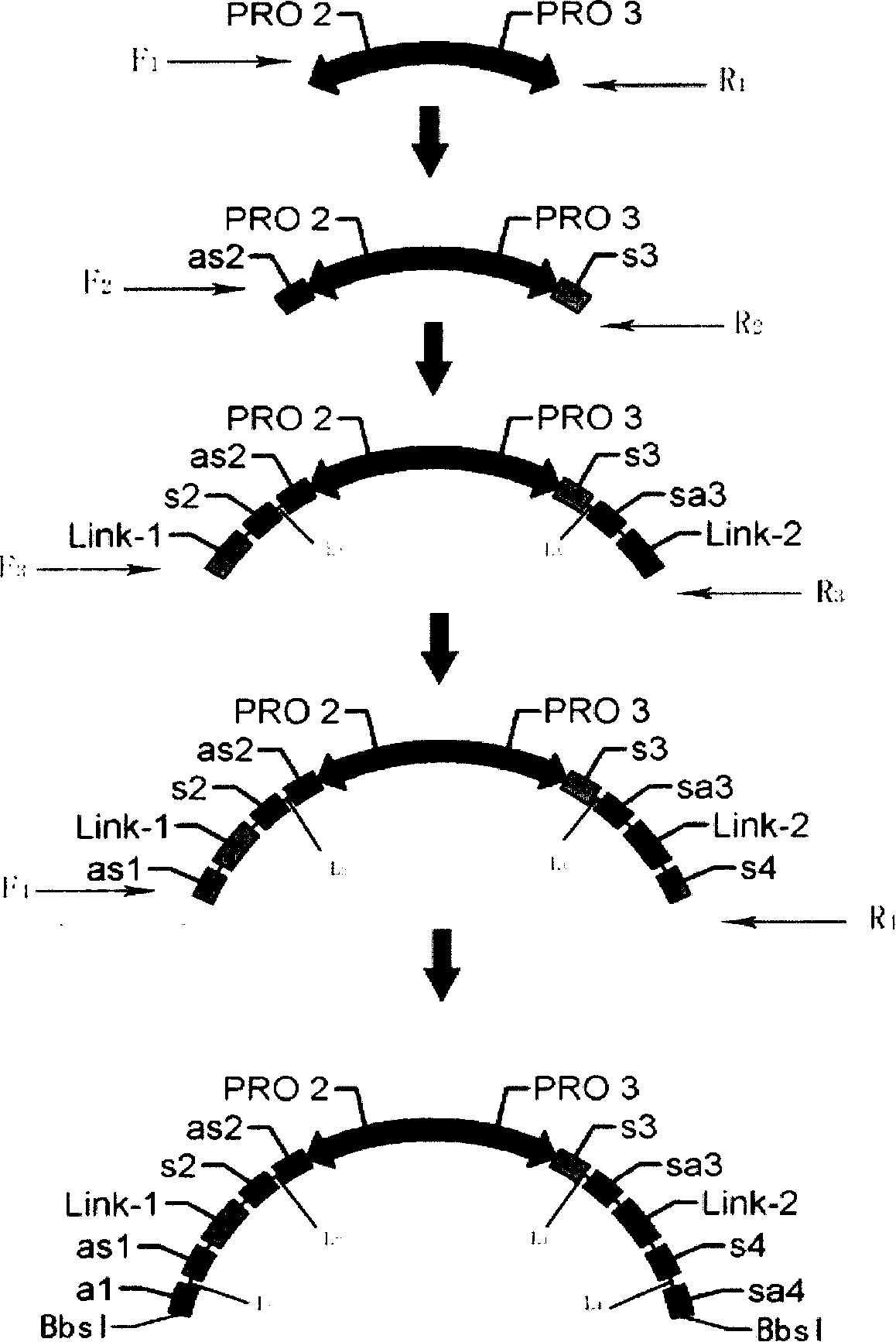 Application of coding multiple small fragment RNA vector in gene interference and gene activation