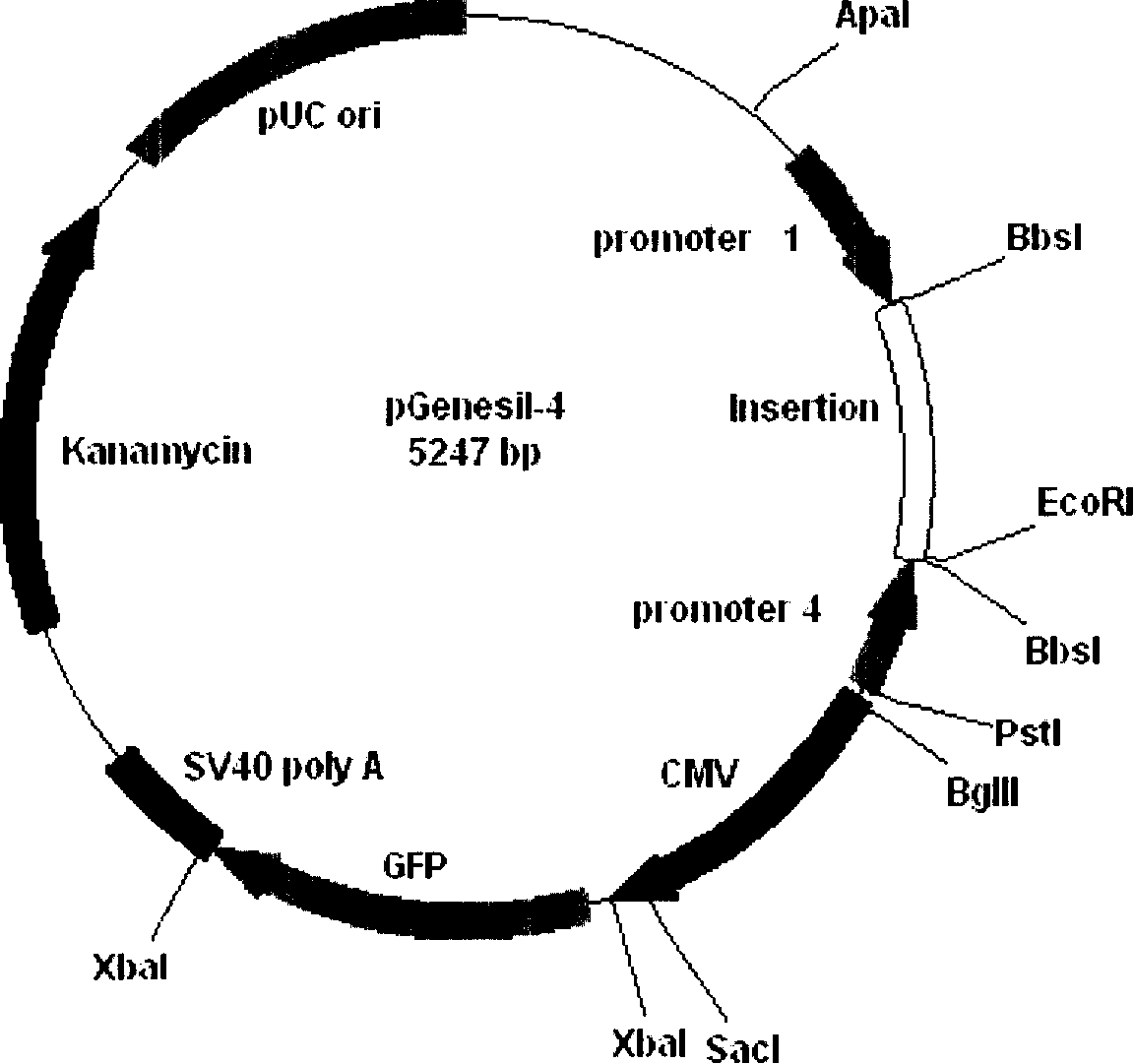 Application of coding multiple small fragment RNA vector in gene interference and gene activation