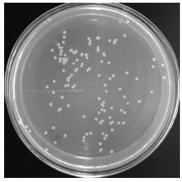 Application of paracoccus denitrificans in removal of nitrate nitrogen in high-salinity wastewater