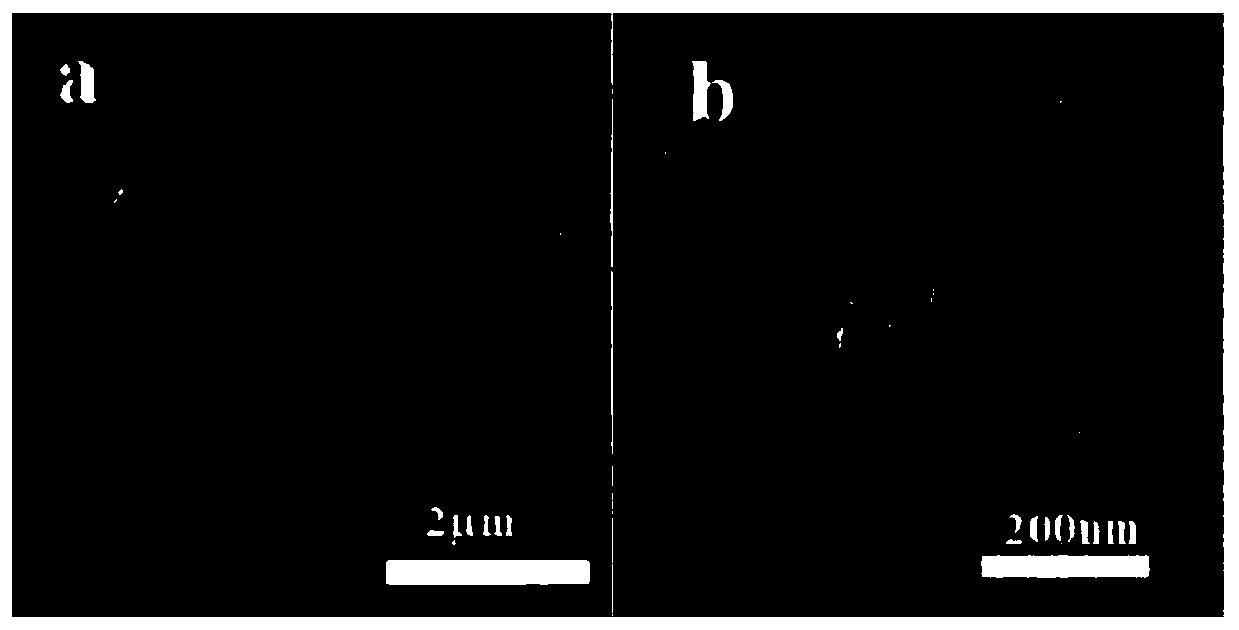 Graphite-phase nitrogen carbide/cadmium sulfide photocatalytic nano-composite material with burr spherical structure, preparation method and application thereof