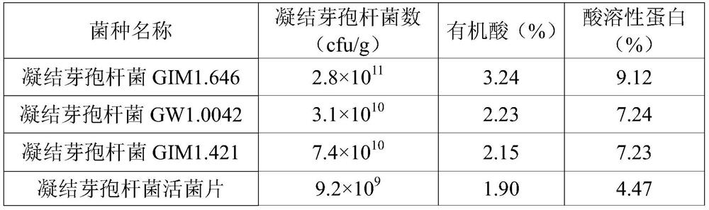 A method for producing high-efficiency protein feed with feed enzymes cooperating with Bacillus coagulans