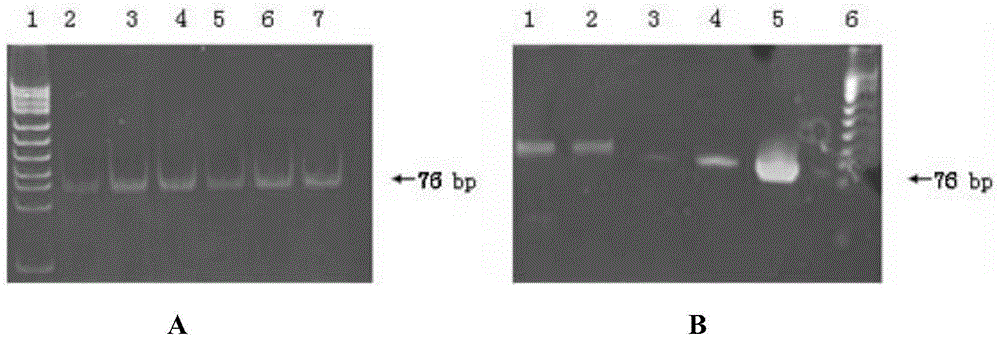 A nucleic acid aptamer specifically binding to human epidermal growth factor receptor type iii mutant and its application