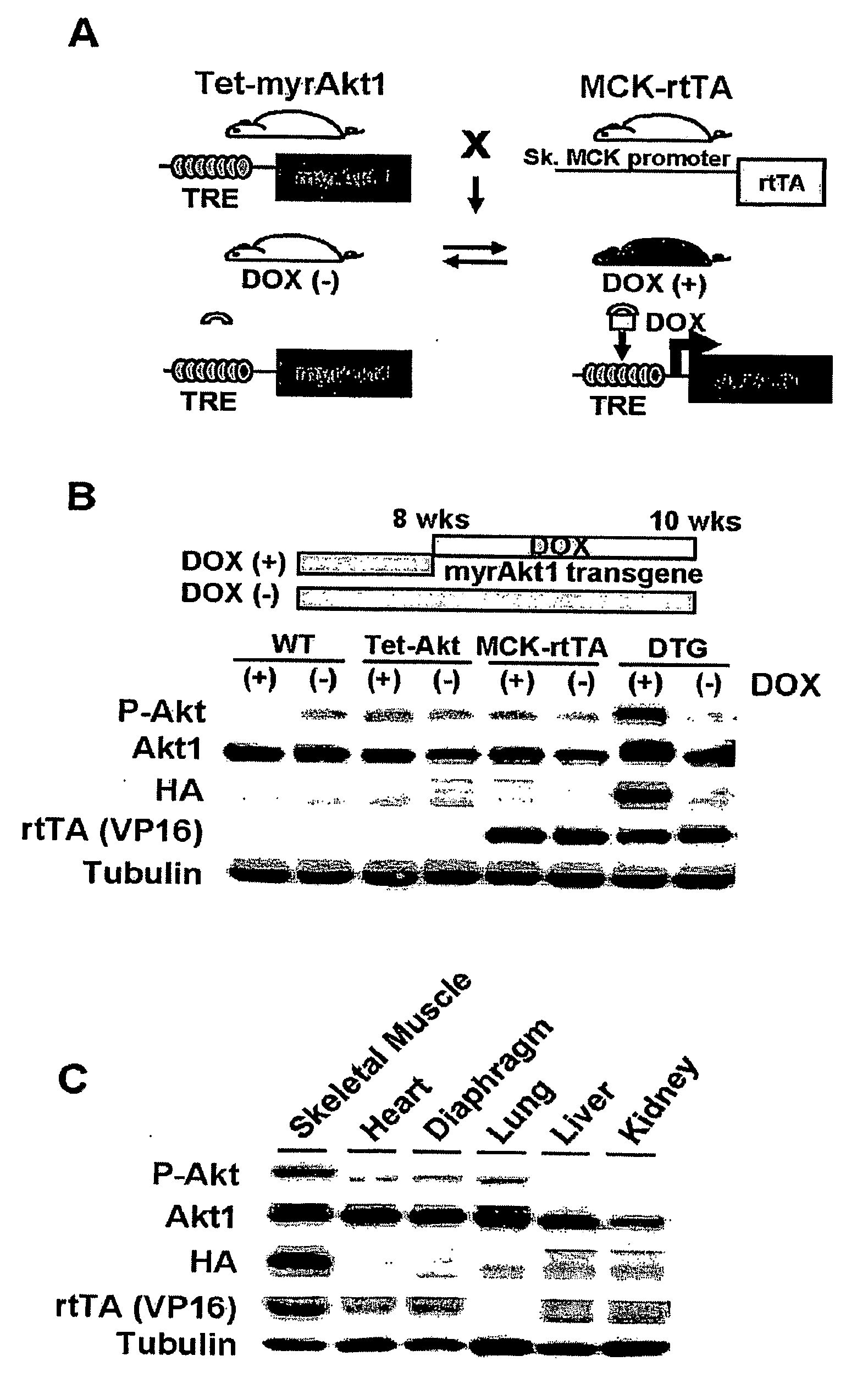 Metabolic regulators and uses thereof