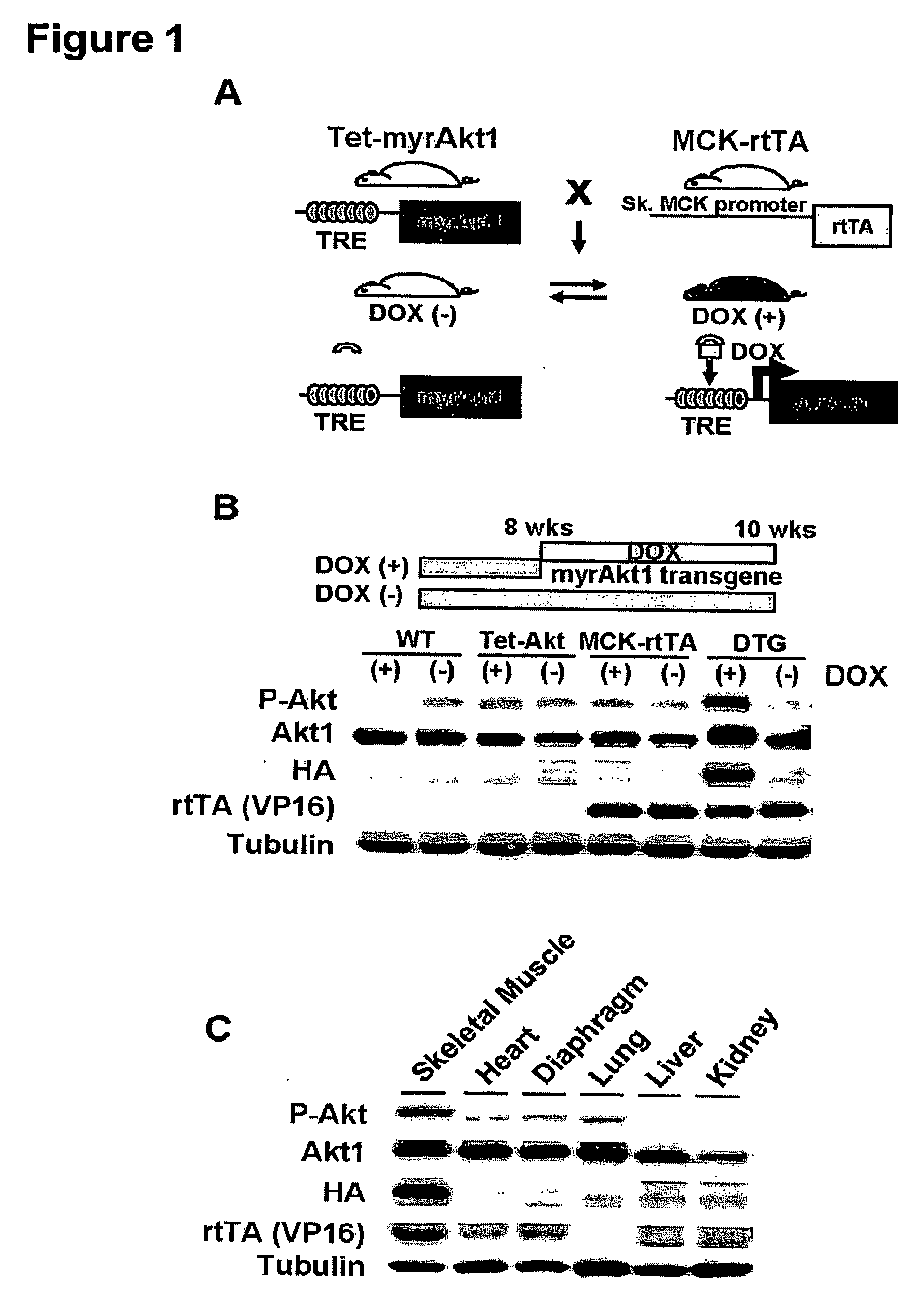 Metabolic regulators and uses thereof