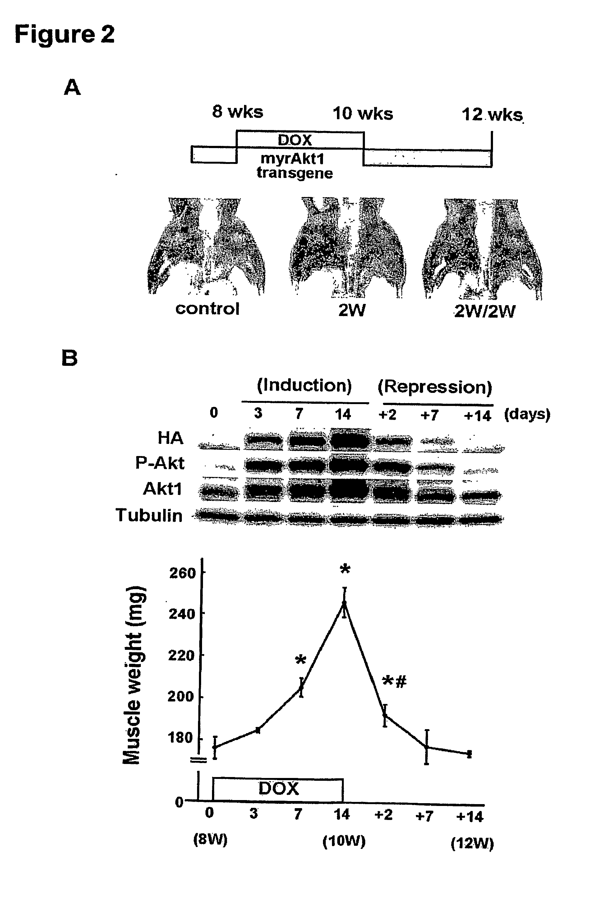 Metabolic regulators and uses thereof