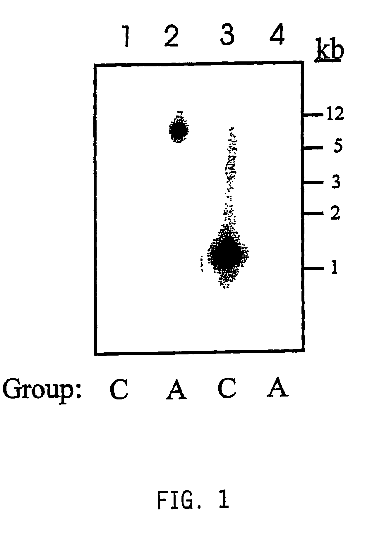 Hyaluronan synthase genes and expression thereof in <i>Bacillus </i>hosts