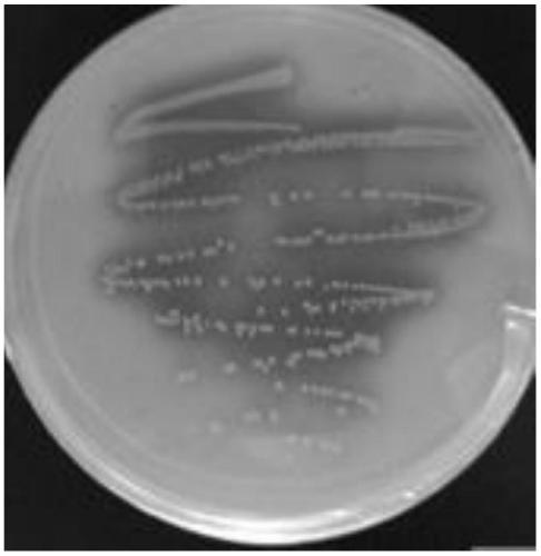 A lactobacillus fermentum strain Lee capable of preventing gastric ulcer and its health care application