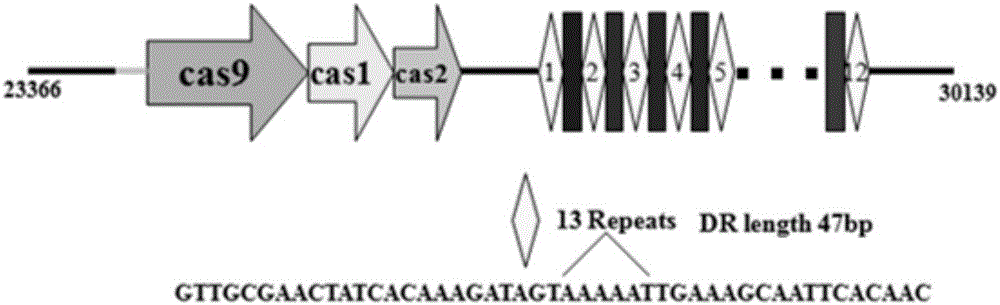 Riemerella anatipestifer mutant strain with Cas9 gene deletion and applications of riemerella anatipestifer mutant strain