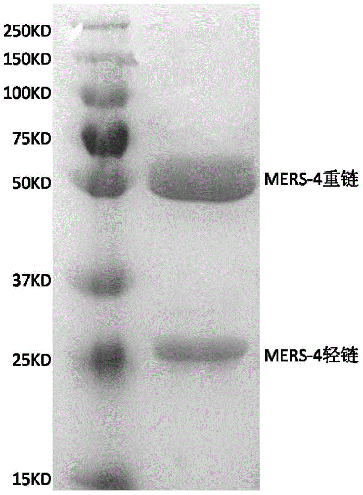 Monoclonal antibody MERS-4, as well as coding gene and application thereof