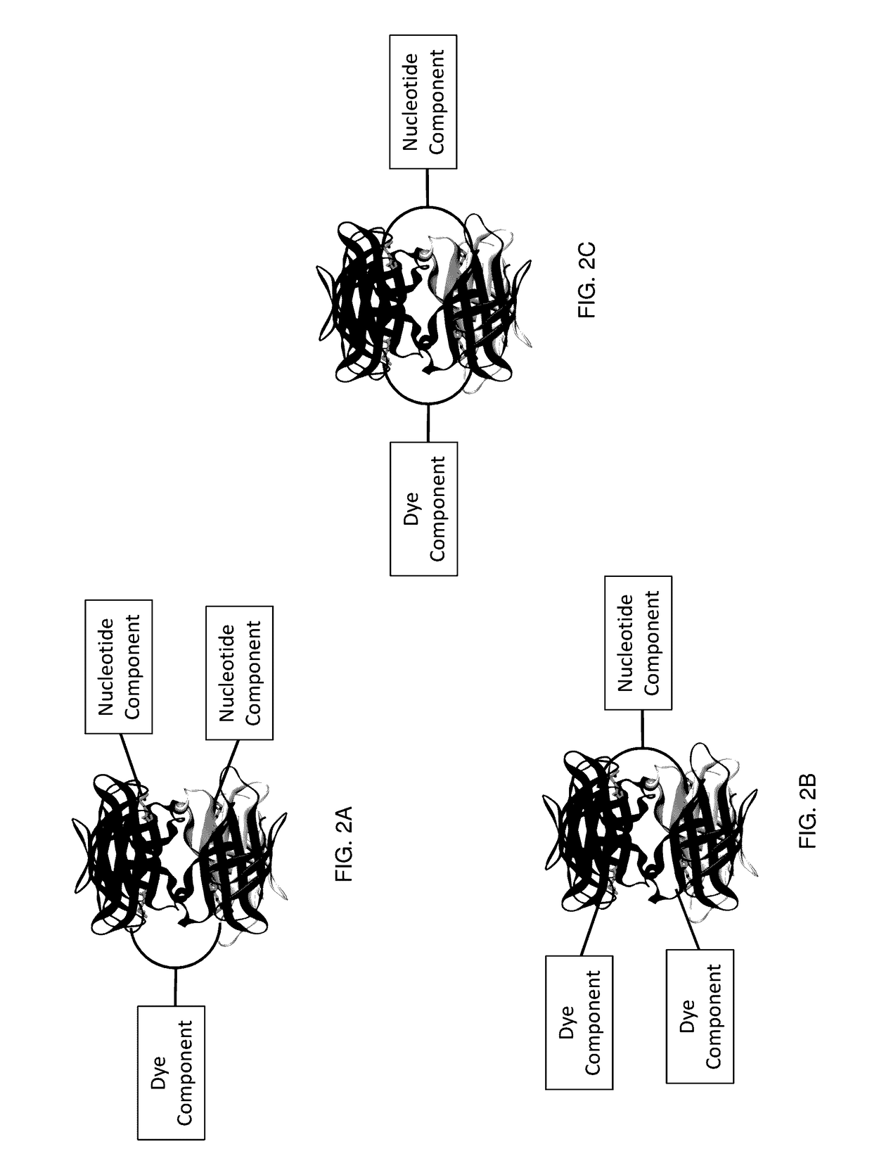 Protected dye-labeled reagents