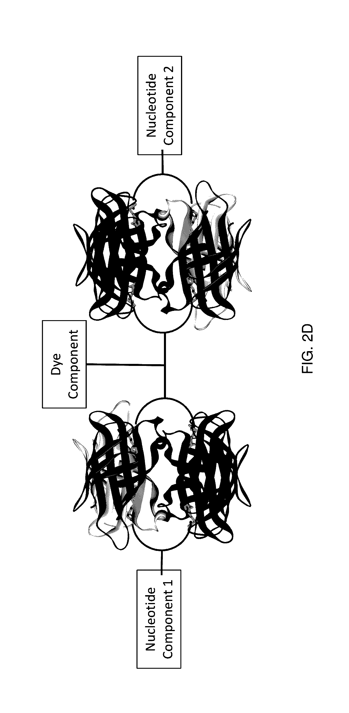 Protected dye-labeled reagents