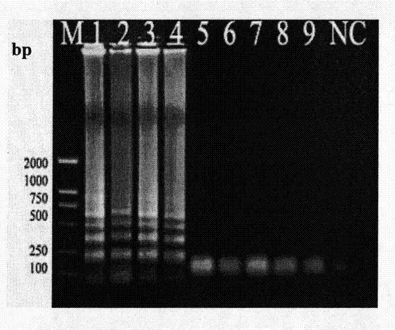 Primer set, detection method and rapid detection kit for gene detection of subgroup j avian leukosis virus