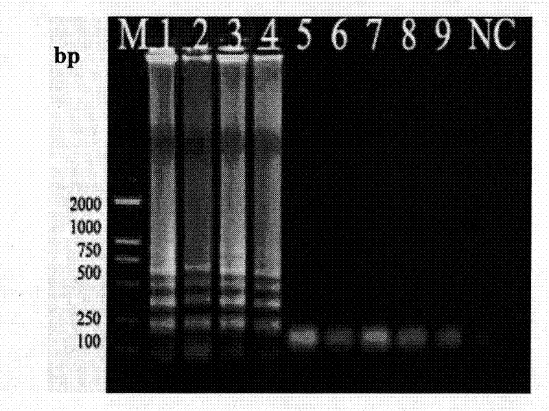 Primer set, detection method and rapid detection kit for gene detection of subgroup j avian leukosis virus