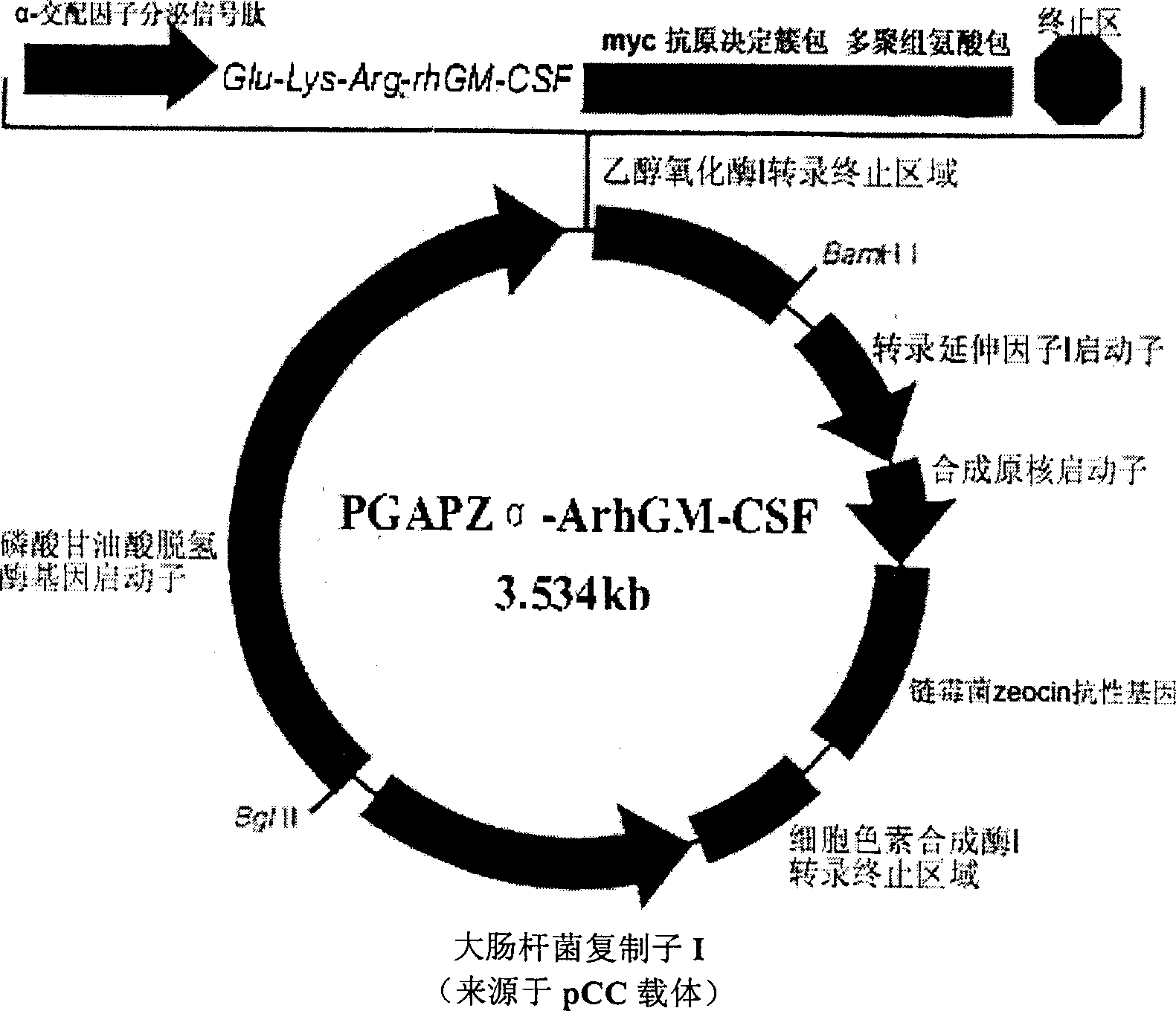 Purification method of recombinant yeast strain and rhGM-CSF to express human granulocyte-macrophage colony stimulating factor