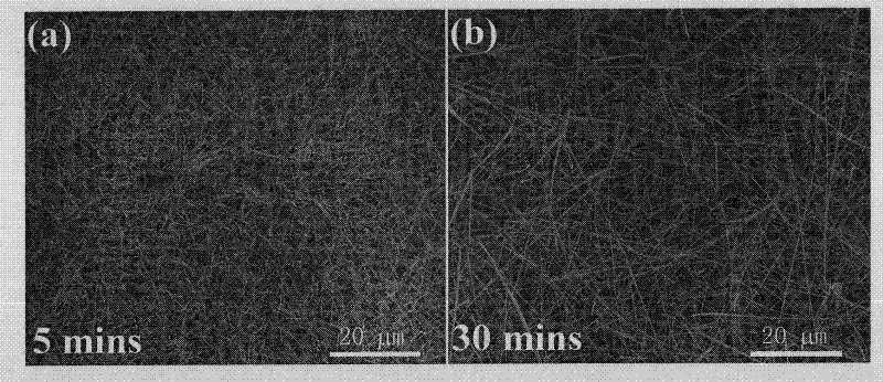 Method for preparing phosphor-doped zinc oxide nanowires