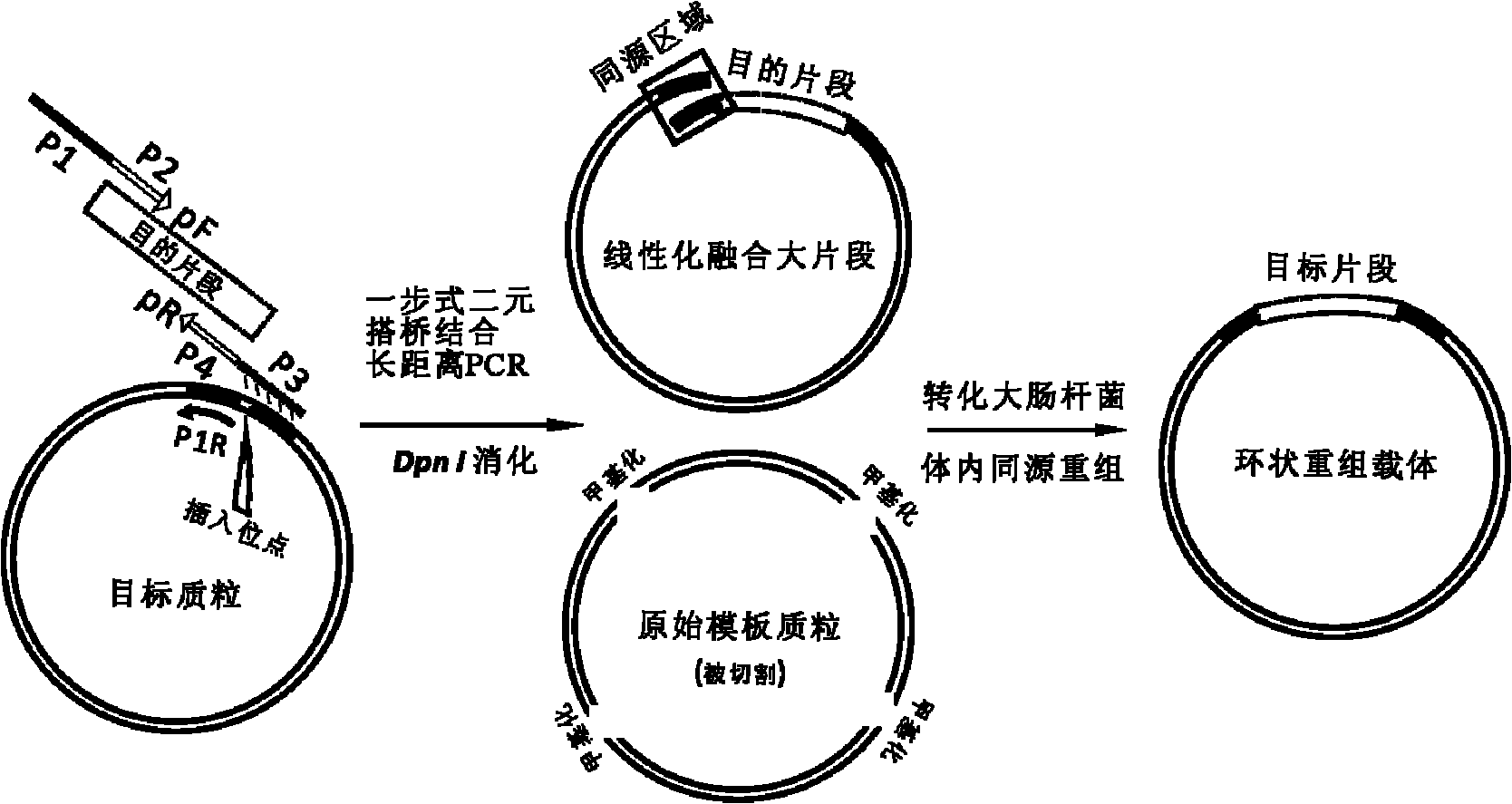 Method for cloning seamless gene