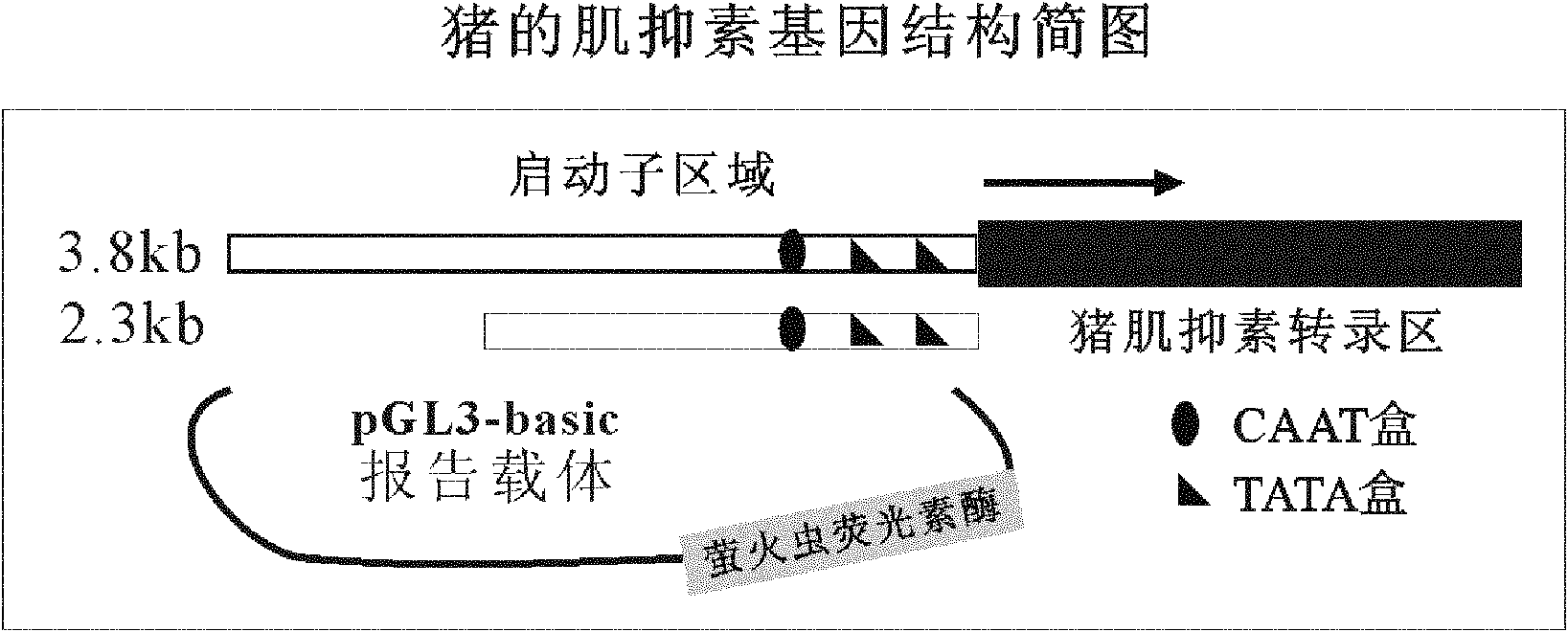 Method for cloning seamless gene